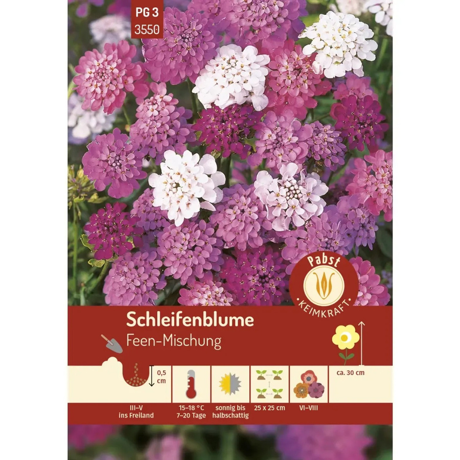 Pabst Keimkraft Schleifenblume Feen-Mischung Saatgut für Beete und Pflanzgefäße - Bild 2
