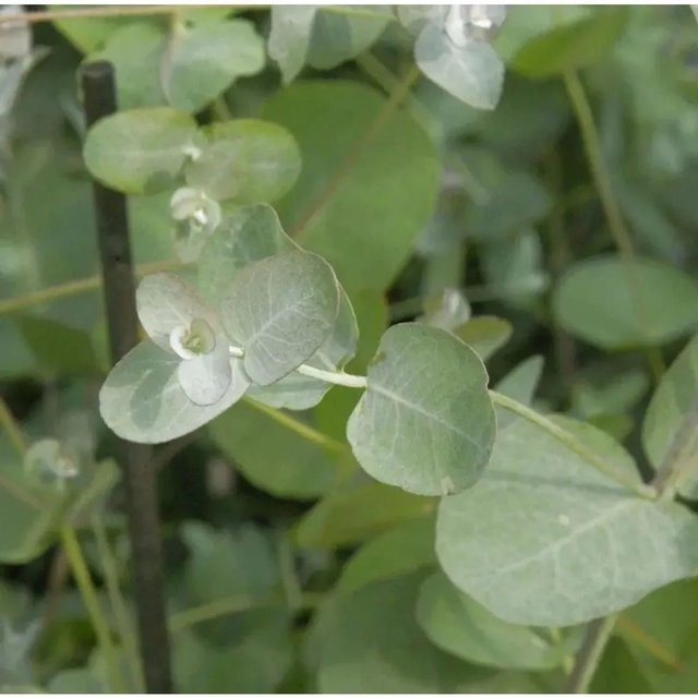 Echter Eukalyptus Eucalyptus gunnii in Grün, Höhe: 30-40 cm - Bild 1