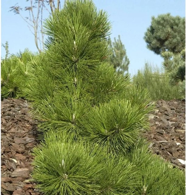Japanische Schwarz-Kiefer Thunderhead Pinus thunbergii, Höhe: 30-40 cm - Bild 1