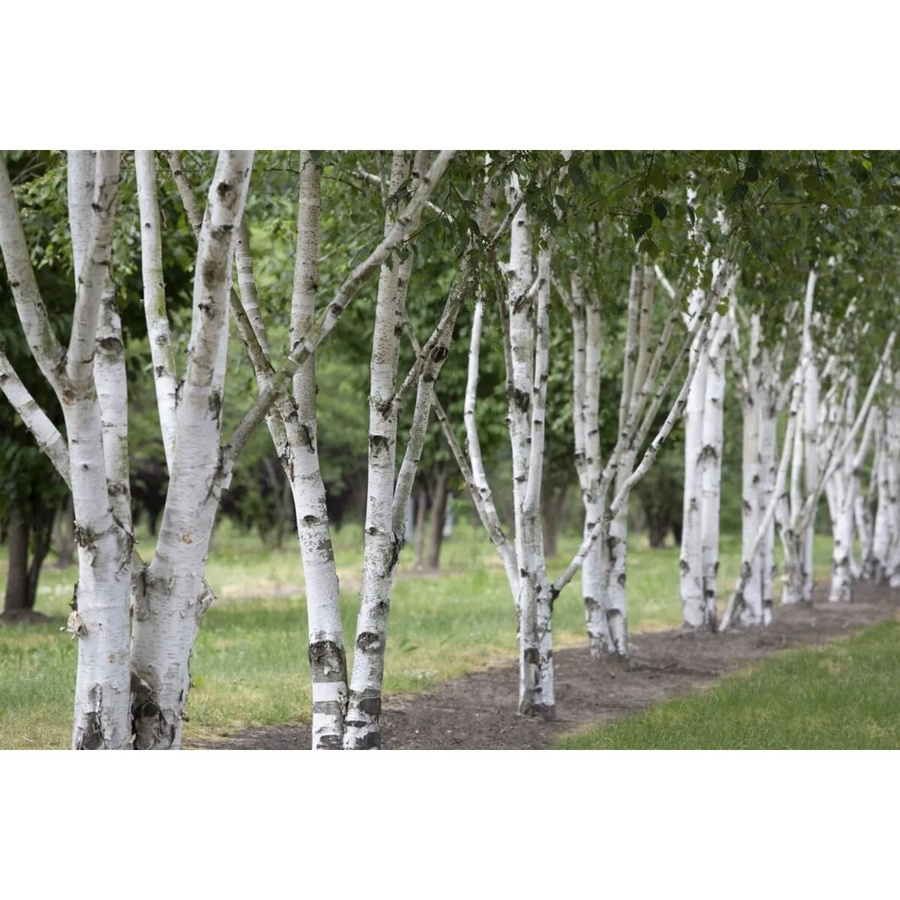 Himalaya-Birke Betula utilis von Pflanzen für dich, Höhe: 100–150 cm - Bild 2