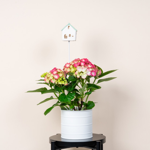 Keramikstecker Haus in Türkis von BLUME2000 - Bild 1