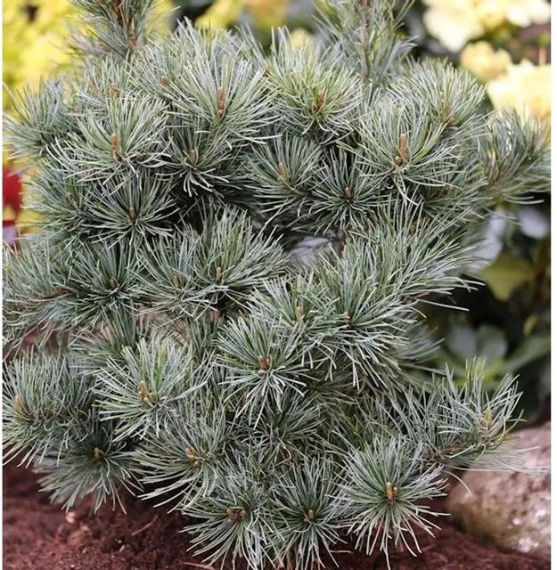 Japanische Zwergmädchenkiefer Pinus parviflora als grüne Solitärpflanze von Nr-01.de, Höhe: 70-80 cm - Bild 1