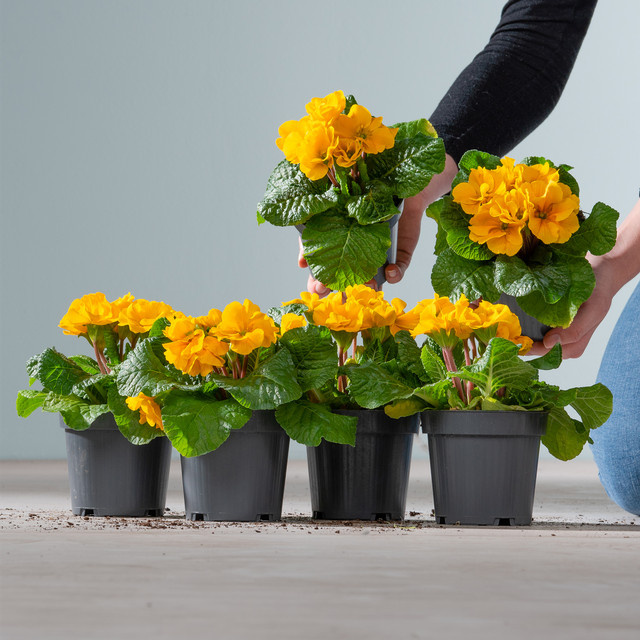BLUME2000 Frühlings-Primeln Gelb, 6 Stück - Bild 1