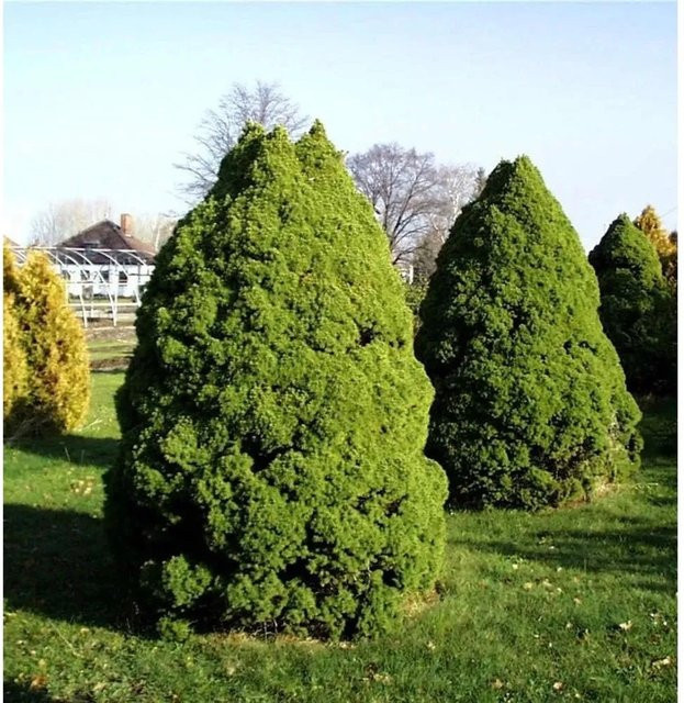 Zuckerhut Fichte Picea glauca grün, Höhe: 80-90 cm - Bild 1