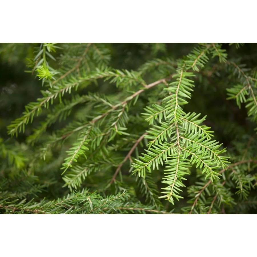 Kanadische Hemlocktanne Tsuga Canadensis als Nadelbaum für deinen Garten, Höhe: 40–60 cm - Bild 2