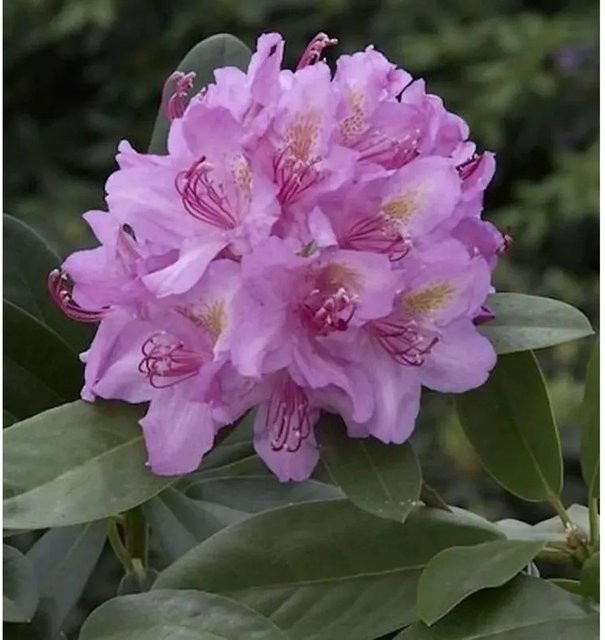 Großblumiger Rhododendron Pink Purple Dream Alpenrose in Pink und Purple von Die Nr-01.de - Bild 1