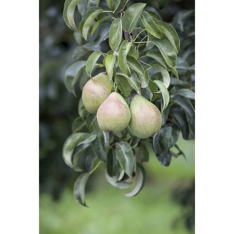 Pyrus Communis Birnbaum von Pflanzen für dich, 60–100 cm Höhe, robust und ertragreich - Bild 2