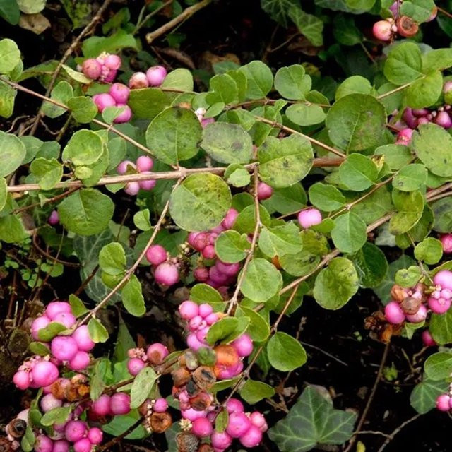 Arborix Schneebeere Amethyst Symphoricarpos doorenbos mit lila Zierfrüchten im Container, Höhe: 50 bis 60 cm - Bild 1