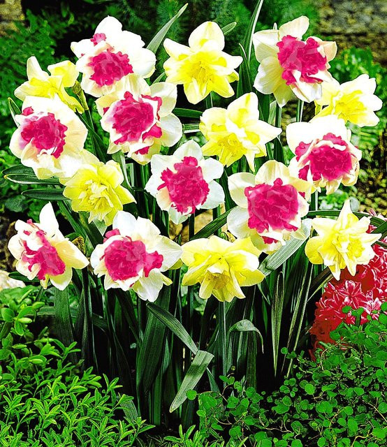 Narzissen Double Duo Mix Blumenzwiebeln - Bild 1