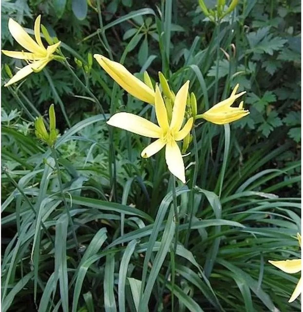 Dufttaglilie Baroni Hemerocallis citrina gelbe Staude im Topf - Bild 1