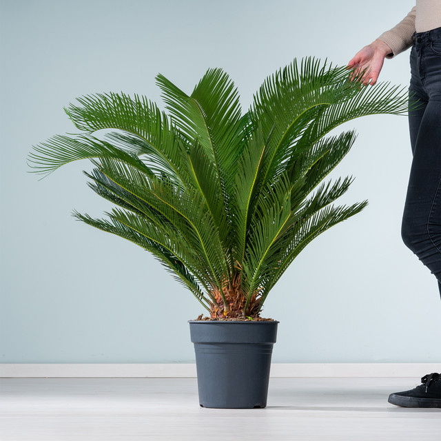 Japanischer Sagopalmfarn XL von BLUME2000, Grün, Höhe: 170 cm - Bild 1