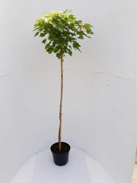Acer Globosum Kugelahorn auf Stamm von Pflanzen-Boering, Gesamthöhe: 180-190 cm, Stammhöhe: 125 cm, grün - Bild 1