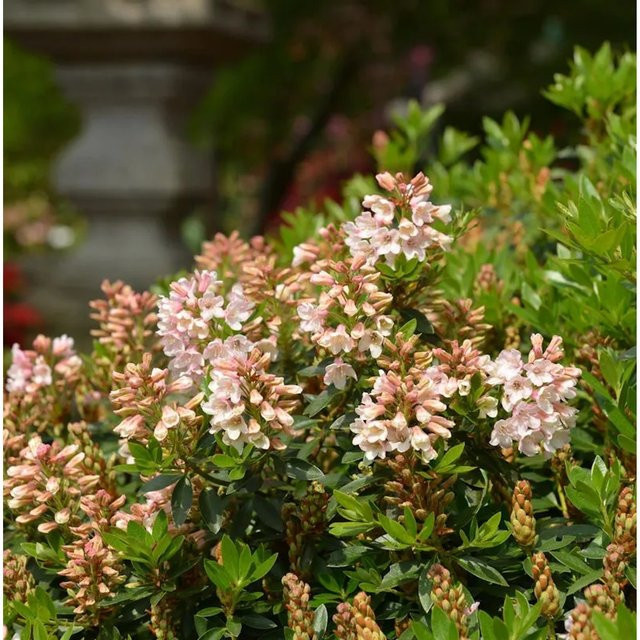 10x Kleinblütiger Rhododendron Bloombux Nugget Rhododendron micranthum, Topfpflanze 10-15 cm - Bild 1
