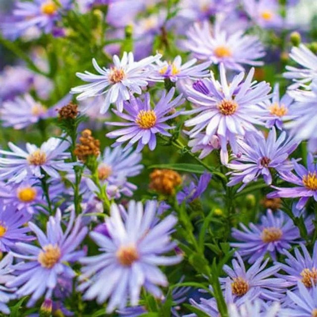 6er Set Arborix Herzblatt-Aster Little Carlow Aster cordifolius als mehrjährige Herbstblüher im 9cm Topf - Bild 1