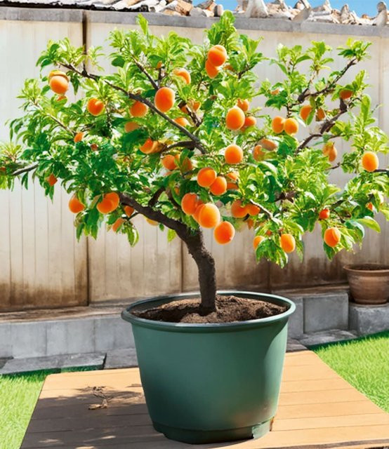 Mini-Aprikosenbaum Orange Beauty im 5-Liter-Topf - Bild 1