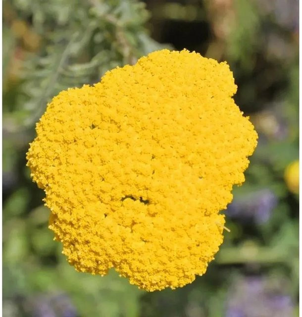 Schafgarbe Helios Achillea filipendulina gelbe Staude im Topf - Bild 1