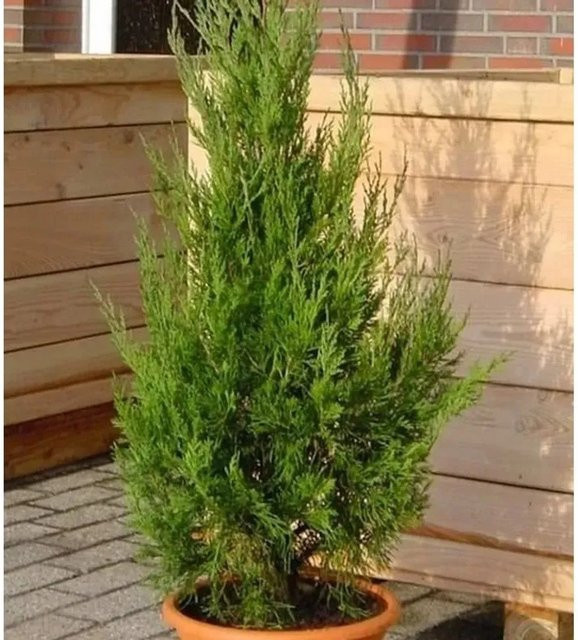 Juniperus virginiana Wacholder Strauch von Die Nr-01.de in Grün, Höhe: 80-100 cm - Bild 1