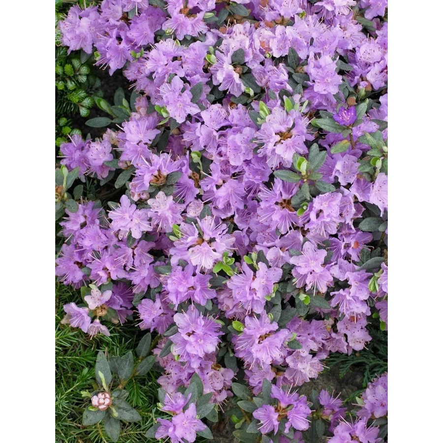 Zwerg-Rhododendron Rhododendron Impeditum Ramapo in Lila, 20–25 cm Höhe - Bild 2