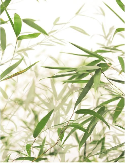 Komar Wandbild Bamboo Leaves Green, B: 40 cm, H: 50 cm - Bild 1