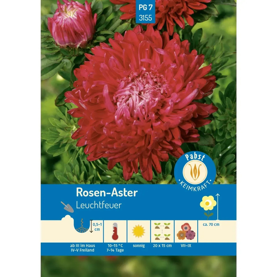 Pabst Keimkraft Rosen Aster Leuchtfeuer Saatgut für Beete und Rabatten - Bild 2