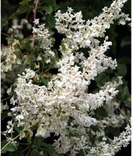 Schlingknöterich Polygonum aubertii weiße Kletterpflanze 100-125 cm - Bild 1