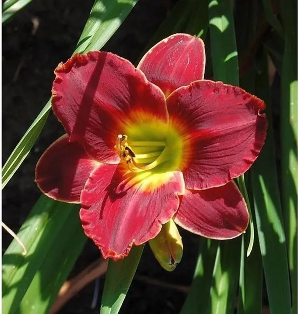 Hemerocallis Taglilie Roses in Snow weiße Staude für Beet und Staudengärten - Bild 1