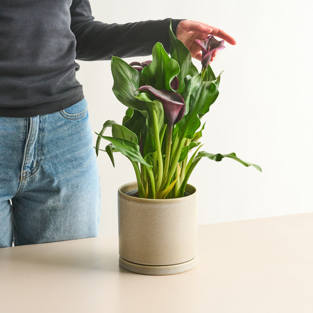 Afrikanische Calla Lila von Green Living - Bild 1