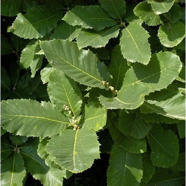 Quercus pontica Pontische Eiche Strauch in Grün für deinen Garten - Bild 1