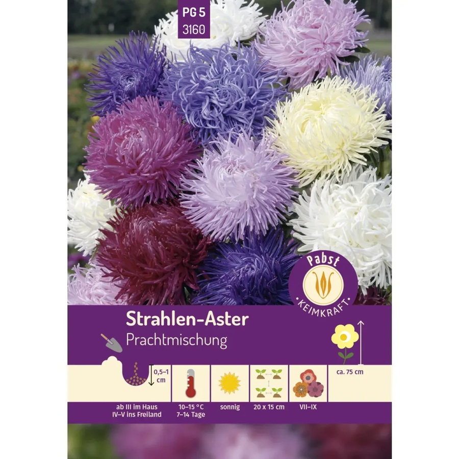 Pabst Keimkraft Strahlen Aster Prachtmischung Saatgut für Beete und Rabatten - Bild 2