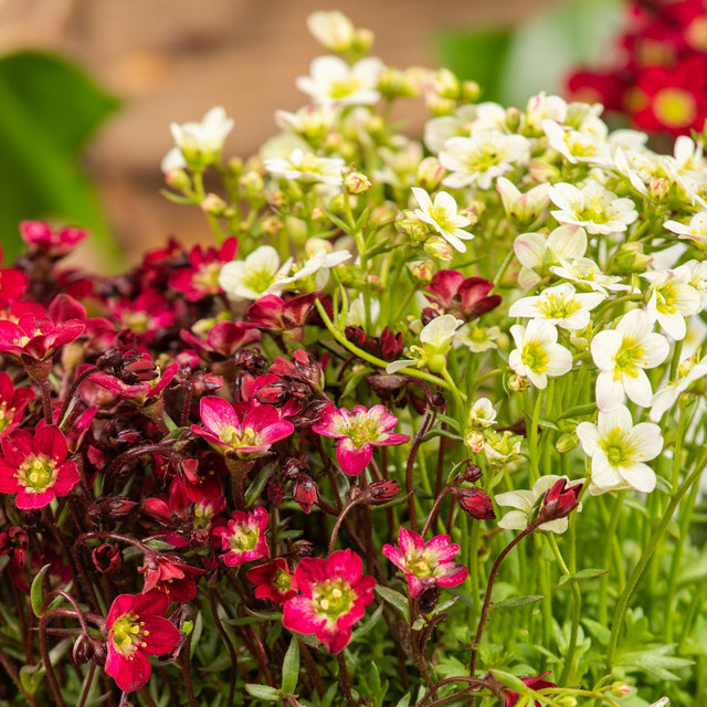 Saxifraga Steinbrech RockCollection Weiß/Rot von BLUME2000 als pflegeleichte Staude für Steingarten, Balkon und Beete - Bild 1