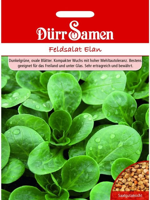 Dürr Feldsalat Elan Saatgut 4 g - Bild 1