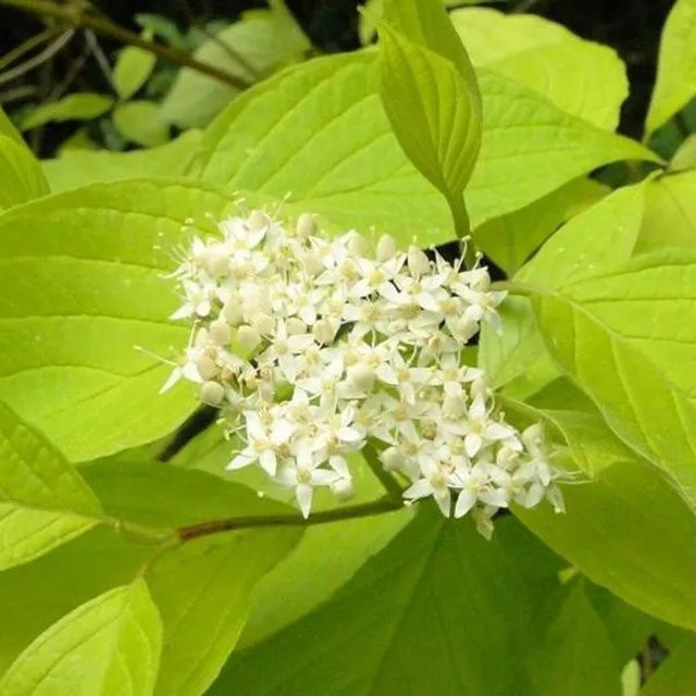 Arborix Hartriegel Aurea Cornus alba als Heckenpflanze mit gelbem Laub, Containergröße 60 bis 80 cm - Bild 1