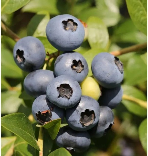 Heidelbeere Bluegold Vaccinium corymbosum Beerenstrauch von Nr-01.de - Bild 1