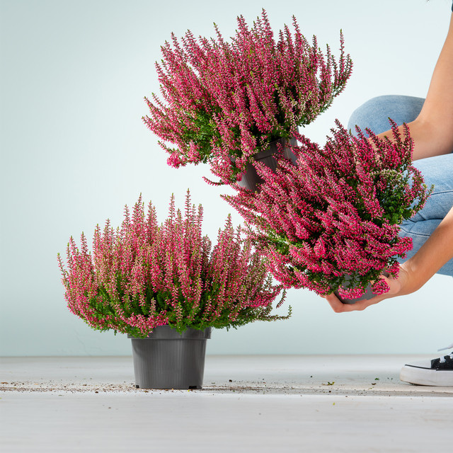 BLUME2000 Calluna vulgaris Knospenheide Rot, 3 Stück - Bild 1
