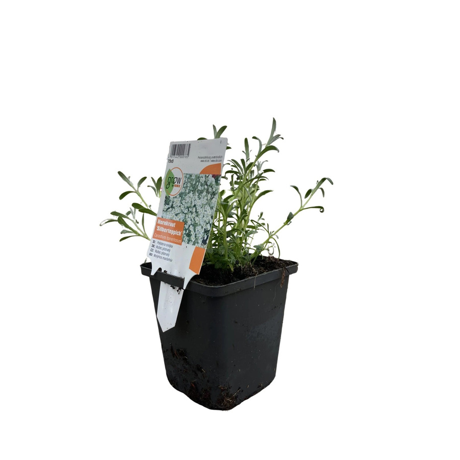 GROW by OBI Hornkraut Silberteppich Cerastium Weiß Bodendecker für Steingarten und Trockenmauern, Topf-Ø: 9 cm - Bild 2