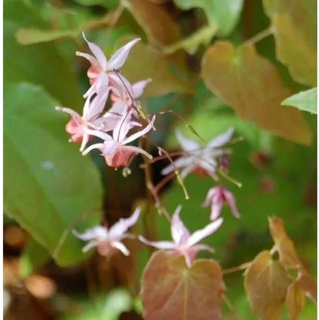 Epimedium cultorum Elfenblume Pink als mehrjährige Bodendecker-Pflanze von Nr-01.de - Bild 1