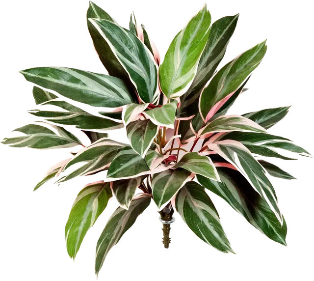 Künstliche Cordyline Mila von Aplanta in Grün, Höhe: 48 cm - Bild 1