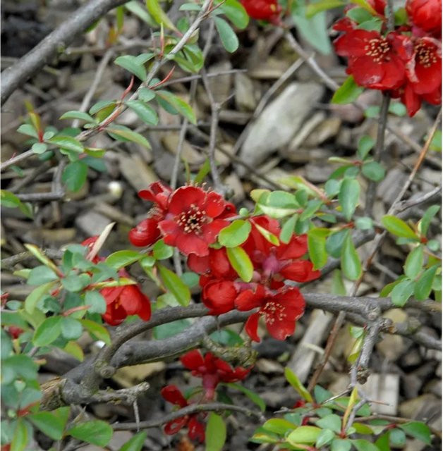 Zierquitte Rubra Chaenomeles superba rote Heckenpflanze für den Garten - Bild 1