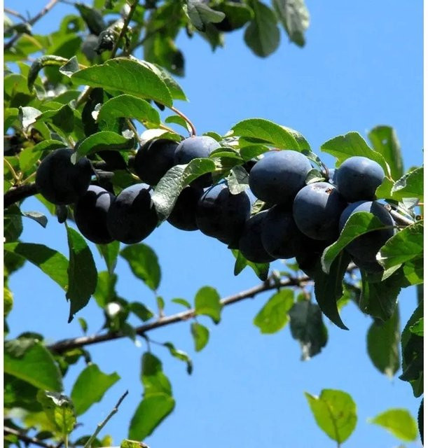 Hauszwetsche Pflaume Prunus domestica von Nr-01.de für den Garten - Bild 1