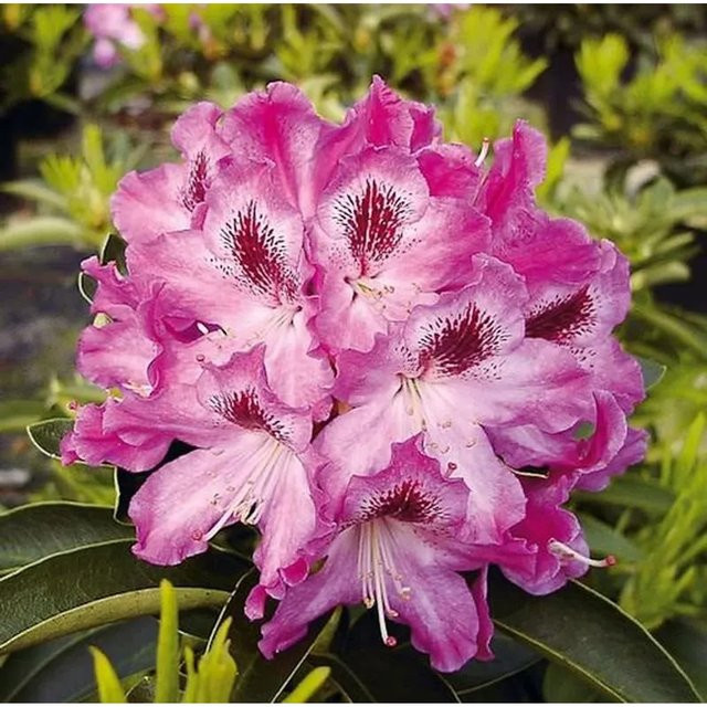 Großblumiger Rhododendron Helen Martin in Pink, Höhe: 50-60 cm - Bild 1