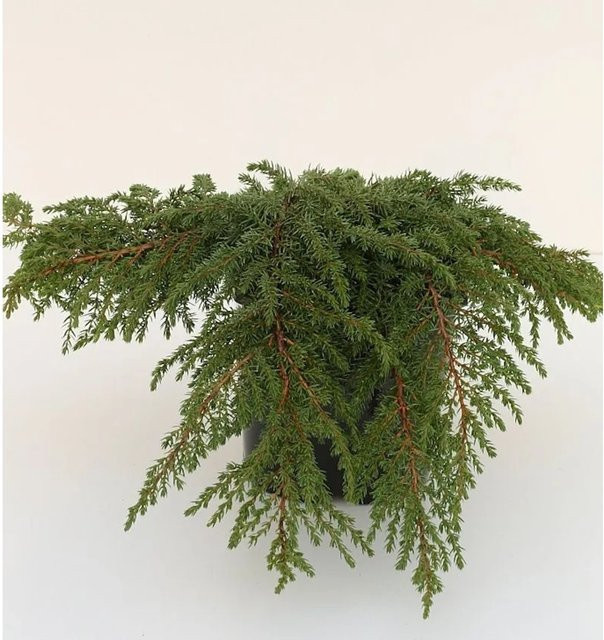 Grüner Kriechwacholder Green Carpet Juniperus communis Bodendecker von Die Nr-01.de - Bild 1