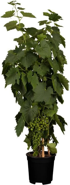 GROW by OBI Weintraube Phoenix Vitis vinifera im Topf - Bild 1