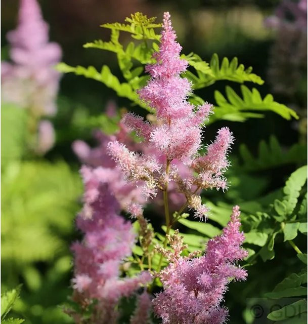 Astilbe arendsii Cattleya Prachtspiere von Nr-01.de, pinker Bodendecker und Schnittblume - Bild 1