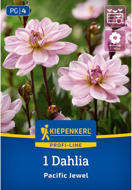 Kiepenkerl Dahlie Pacific Jewel Zwiebel rosa und weiß - Bild 1