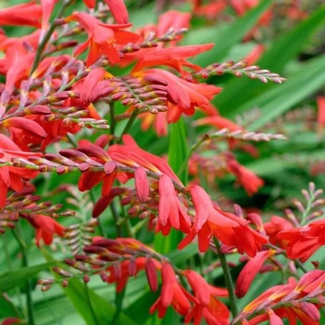 6er Set Crocosmia Montbretie Emberglow arborix Stauden mit tiefroten Blüten im 9 cm Topf - Bild 1