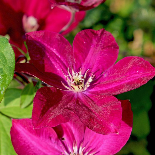 Clematis Rouge Cardinal Kletterpflanze in Rot für deinen Garten und Balkon - Bild 1