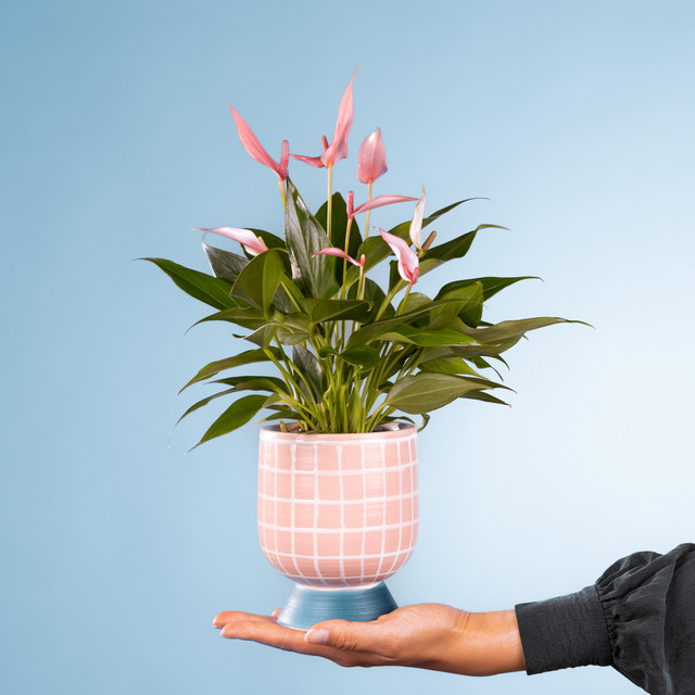 Anthurium Zimmerpflanze von BLUME2000 inklusive Übertopf - Bild 1