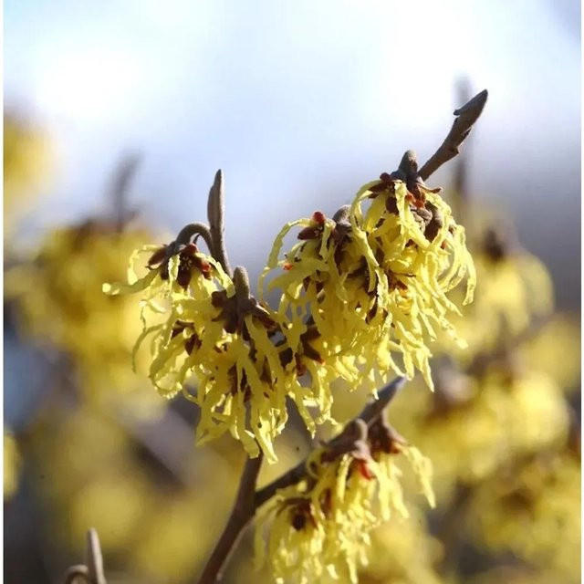 Hamamelis intermedia Arnold Promise Zaubernuss, gelber Großstrauch für deinen Garten, Höhe: 40-60 cm - Bild 1