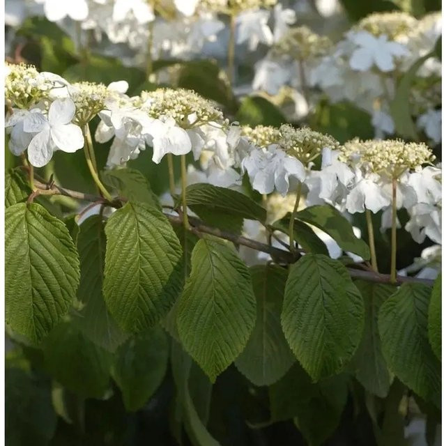 Etagen Schneeball Viburnum plicatum Mariesii als weiße Gartenpflanze für den Außenbereich, Höhe: 80-100 cm - Bild 1