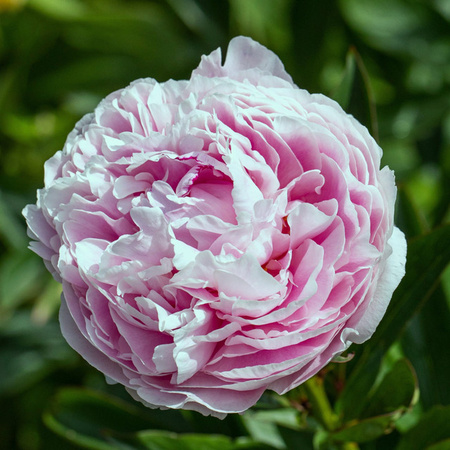 Rosa Pfingstrose Paeonia als mehrjährige Staude im Topf von BLUME2000